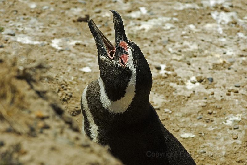 20071209 120710 D2X 4200x2800.jpg - Magellan Penguins at Peninsula Valdes, Argentina